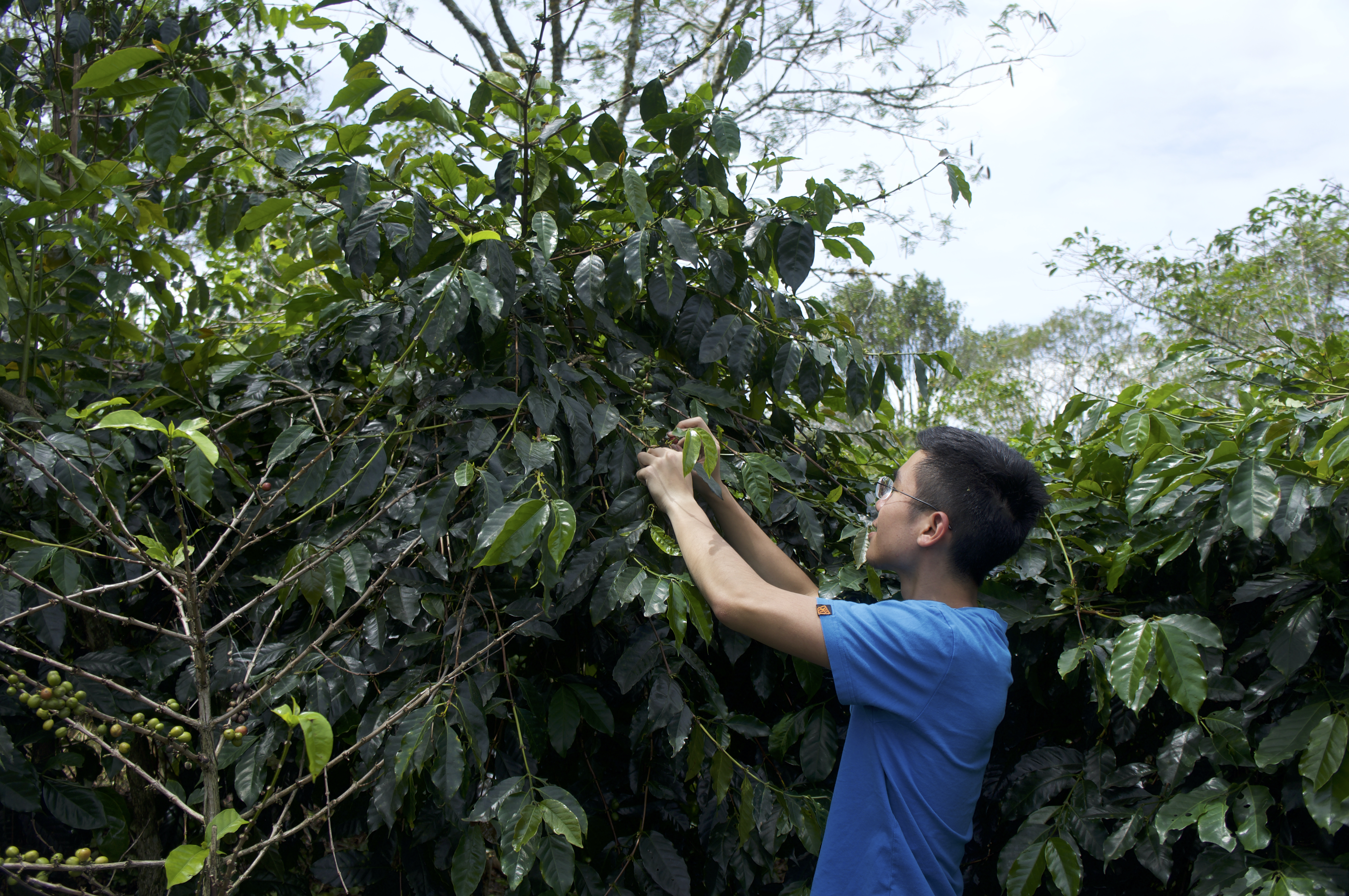 Gayo Highlands, 2016