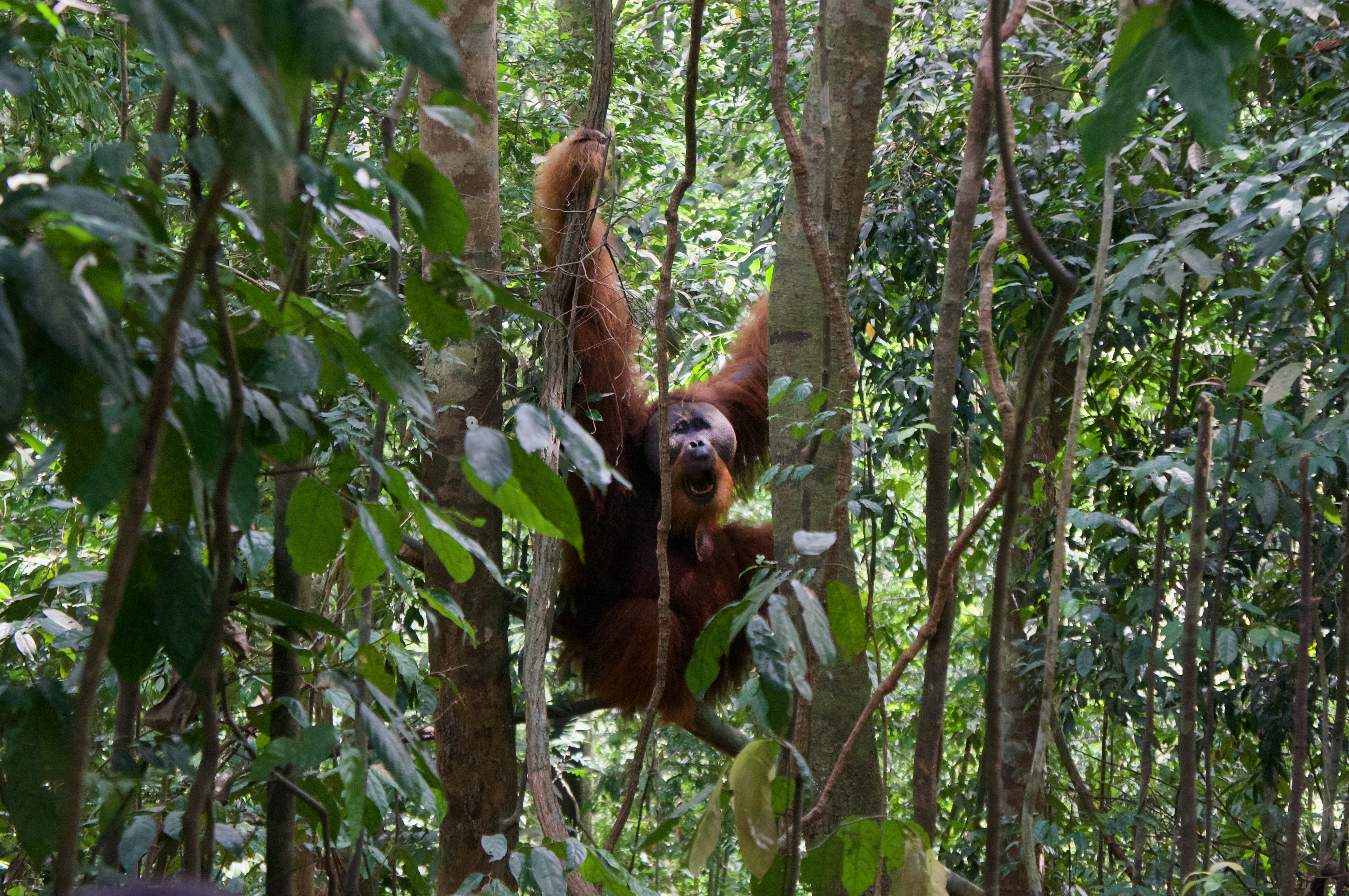 Bukit Lawang, 2016